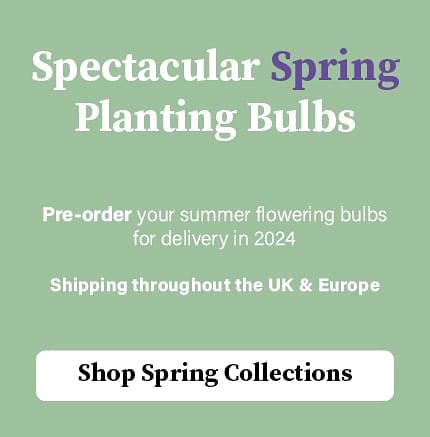 High Quality Flower Bulbs Online