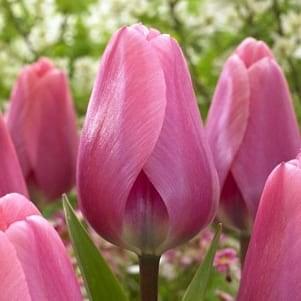 Forcing flowers from bulbs