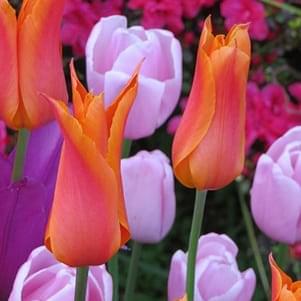 Top 10 perennial tulips